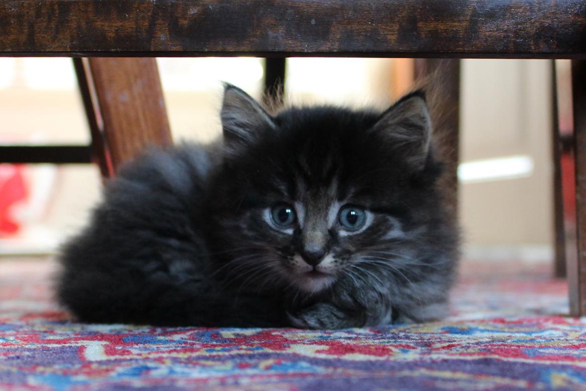 Blanding af racer Willie billede 34