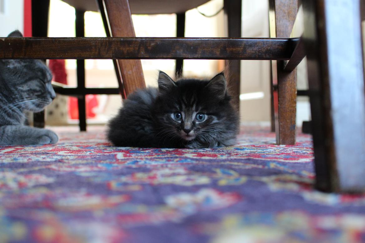 Blanding af racer Willie billede 36