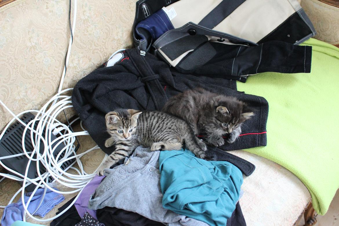 Blanding af racer Willie billede 38