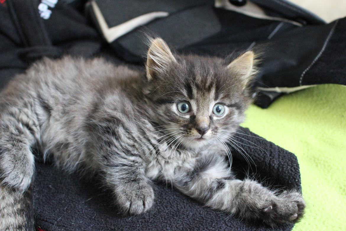 Blanding af racer Willie billede 42