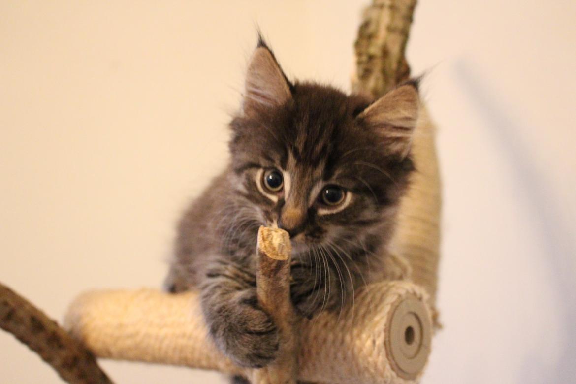 Blanding af racer Willie billede 50