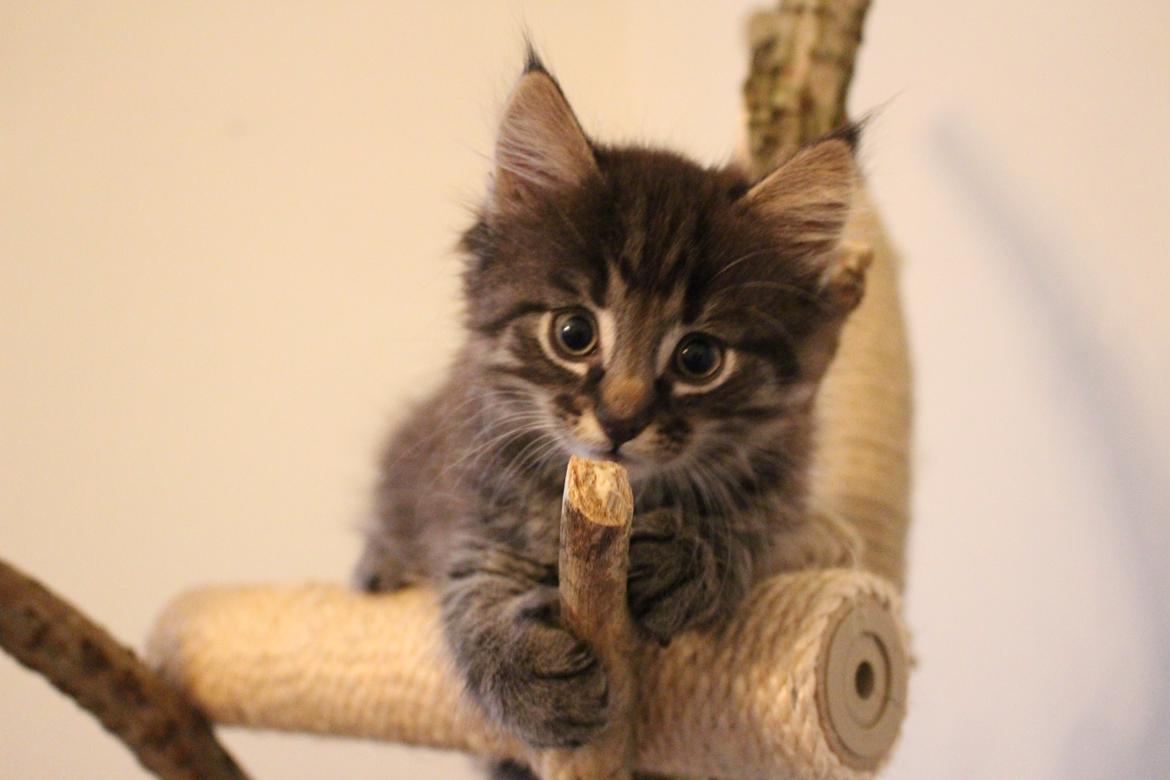 Blanding af racer Willie billede 52