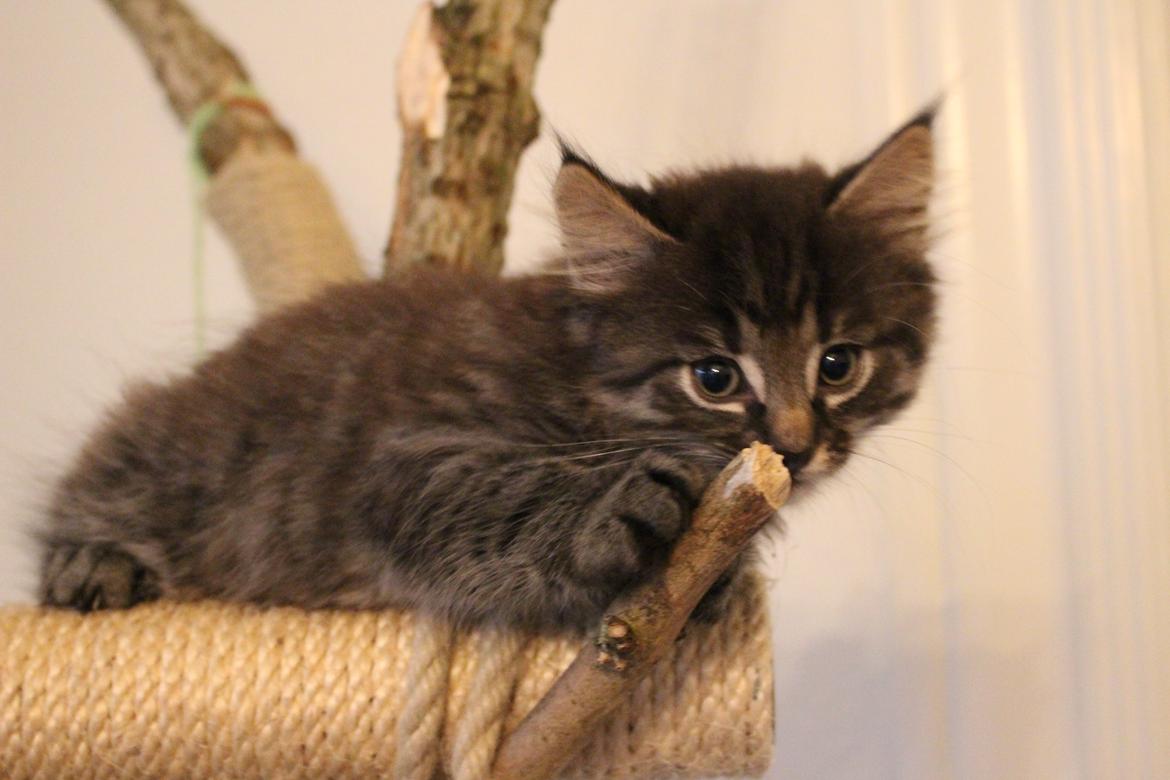 Blanding af racer Willie billede 55