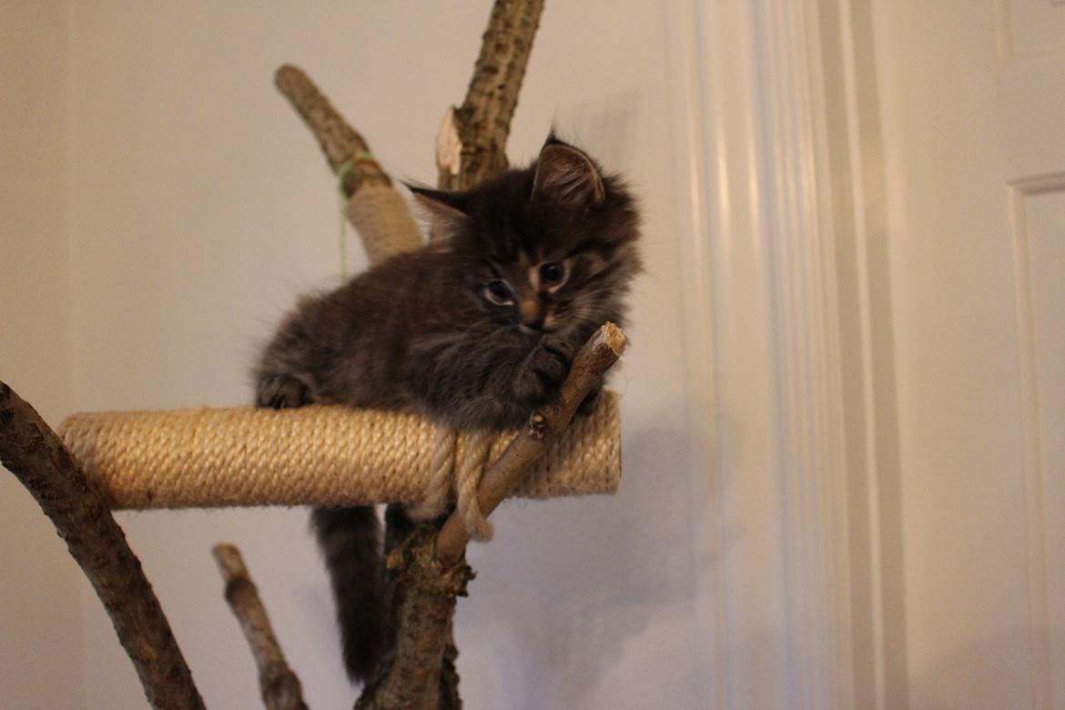 Blanding af racer Willie billede 56