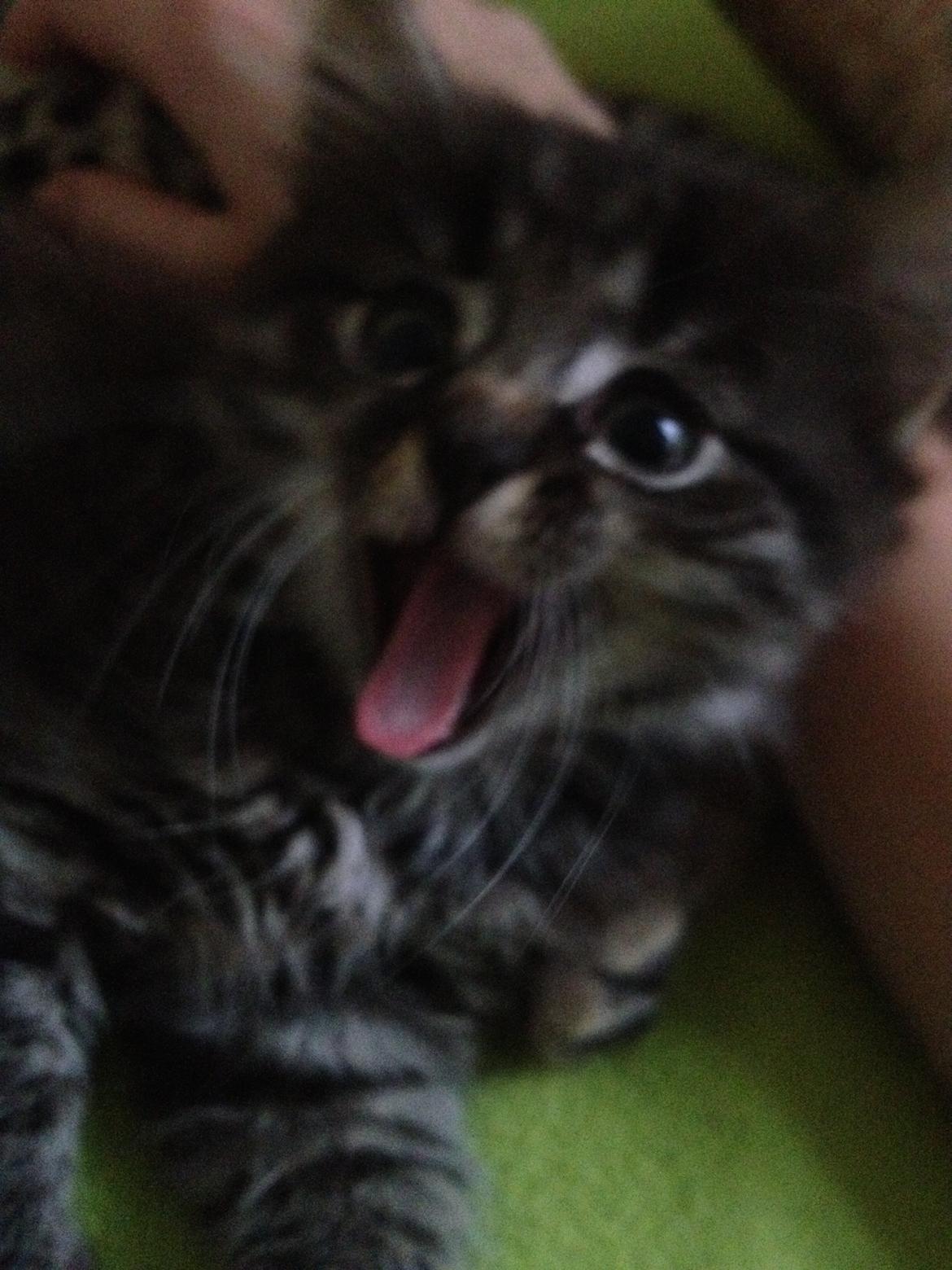 Blanding af racer Willie billede 46