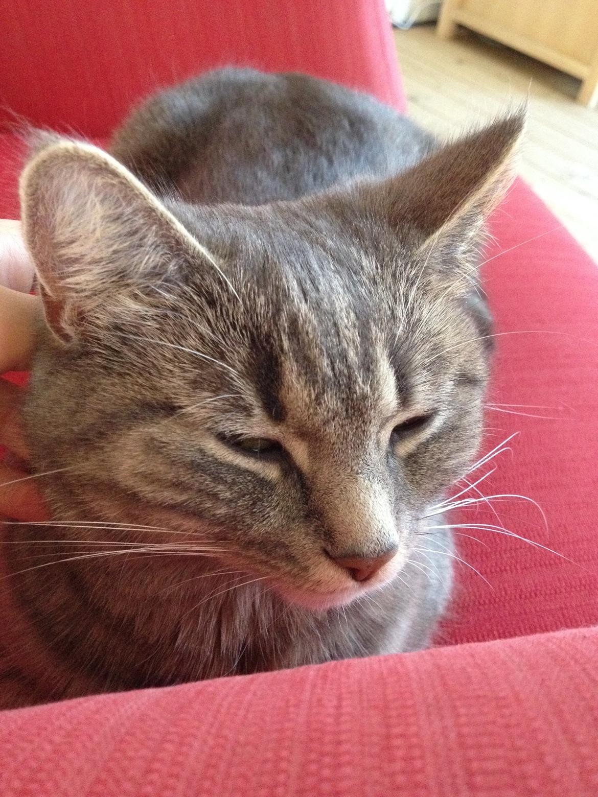 Blanding af racer Flicka<3 billede 19