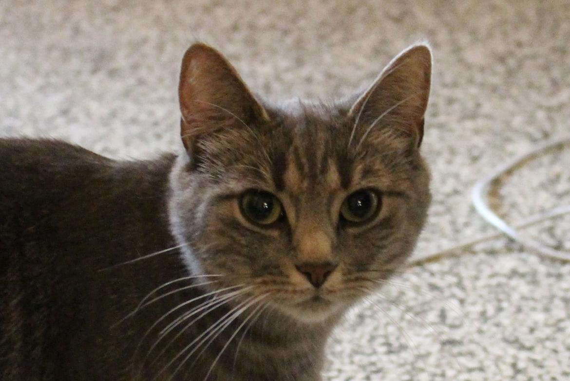 Blanding af racer Flicka<3 billede 21