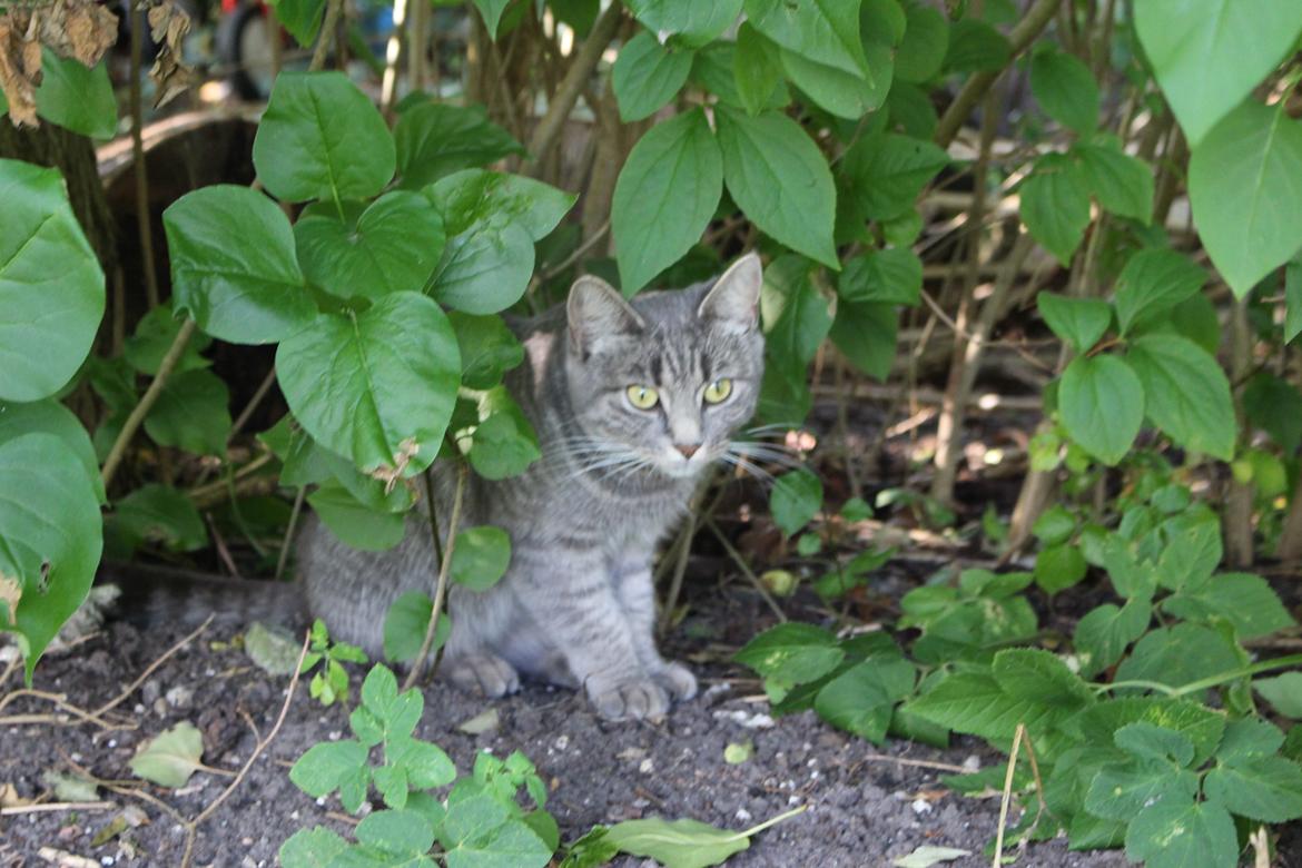 Blanding af racer Flicka<3 billede 22