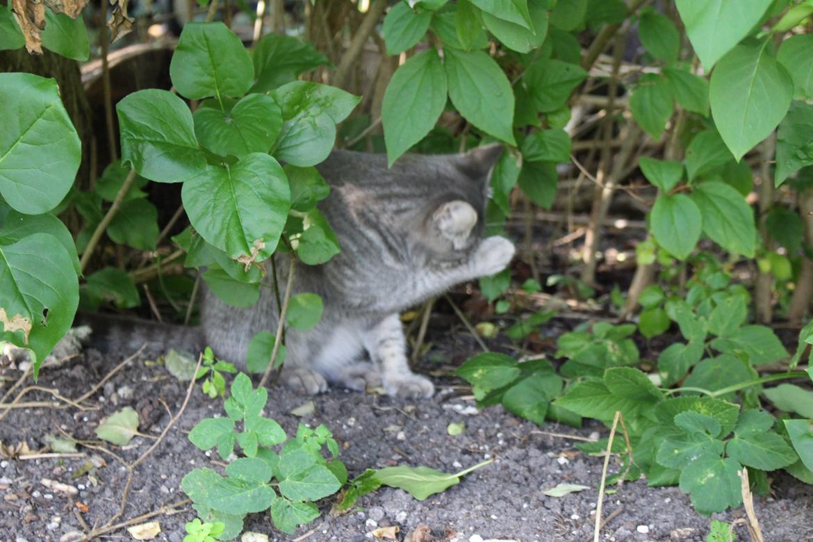 Blanding af racer Flicka<3 billede 23