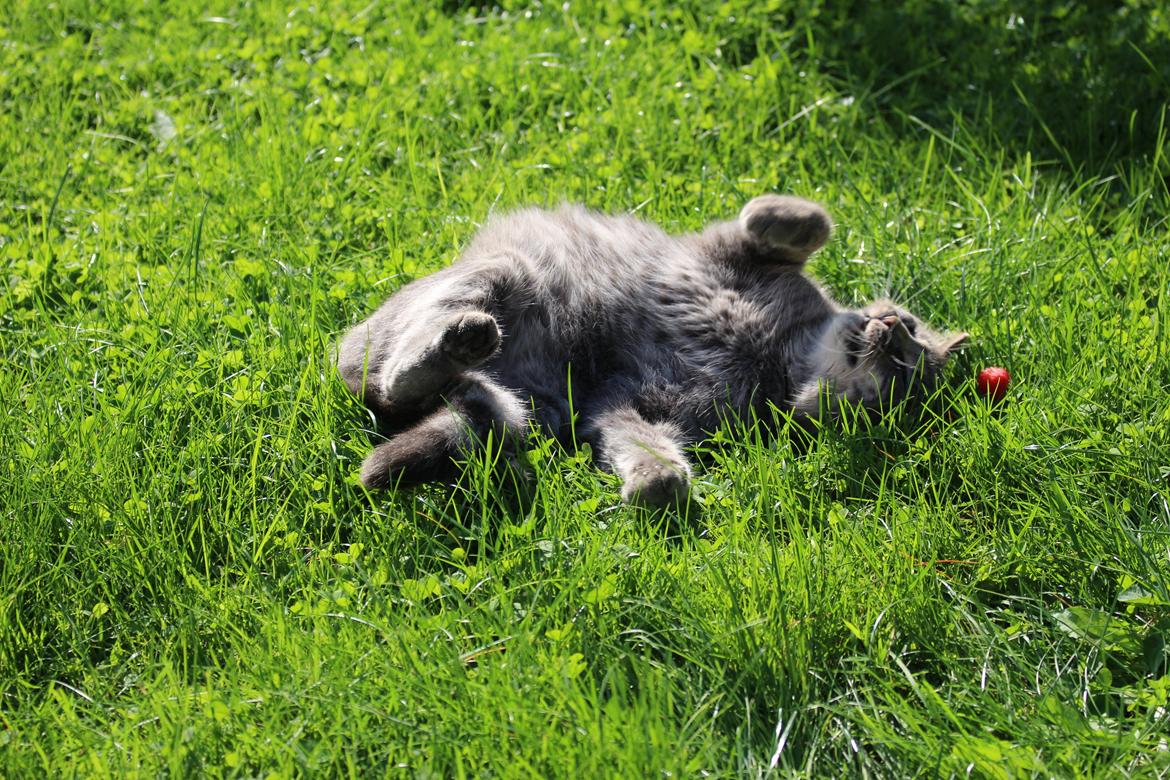 Blanding af racer Flicka<3 billede 24