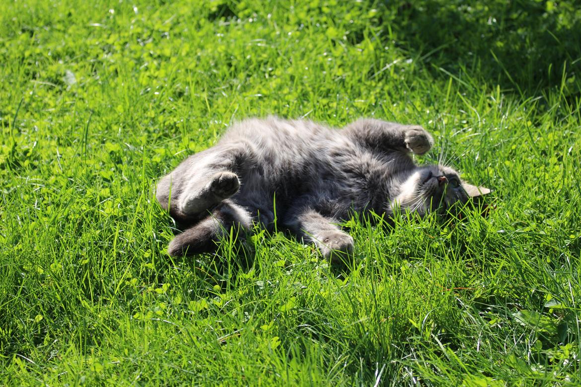 Blanding af racer Flicka<3 billede 25