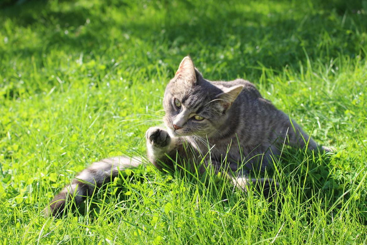 Blanding af racer Flicka<3 billede 26