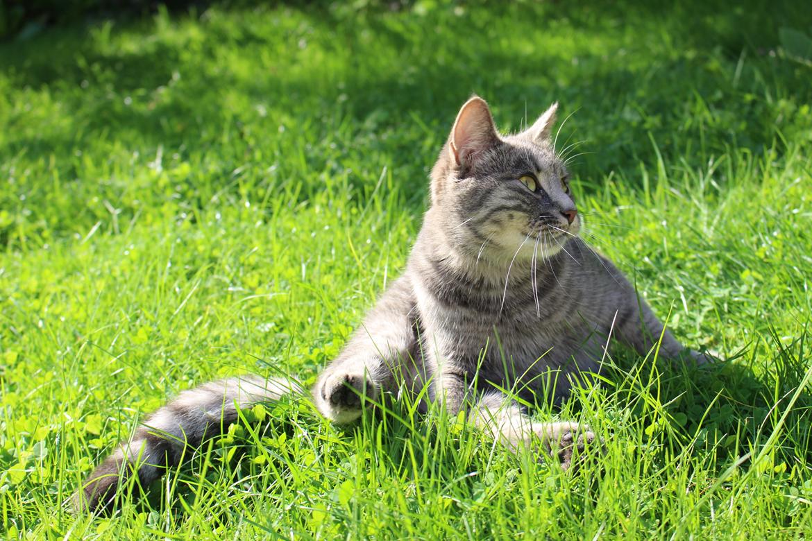 Blanding af racer Flicka<3 billede 1