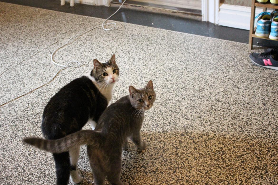 Blanding af racer Flicka<3 billede 20