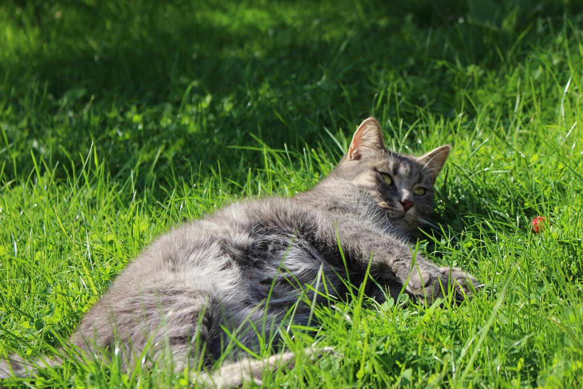 Blanding af racer Flicka<3 billede 27