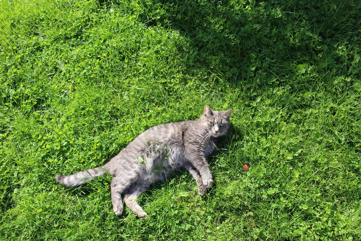 Blanding af racer Flicka<3 billede 28