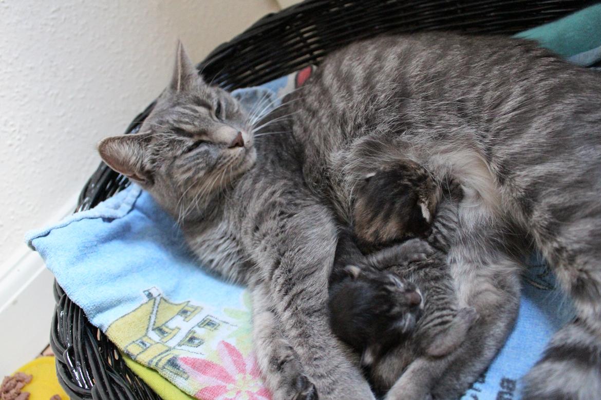 Blanding af racer Flicka<3 billede 30