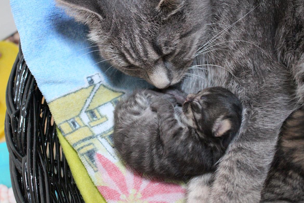 Blanding af racer Flicka<3 billede 29