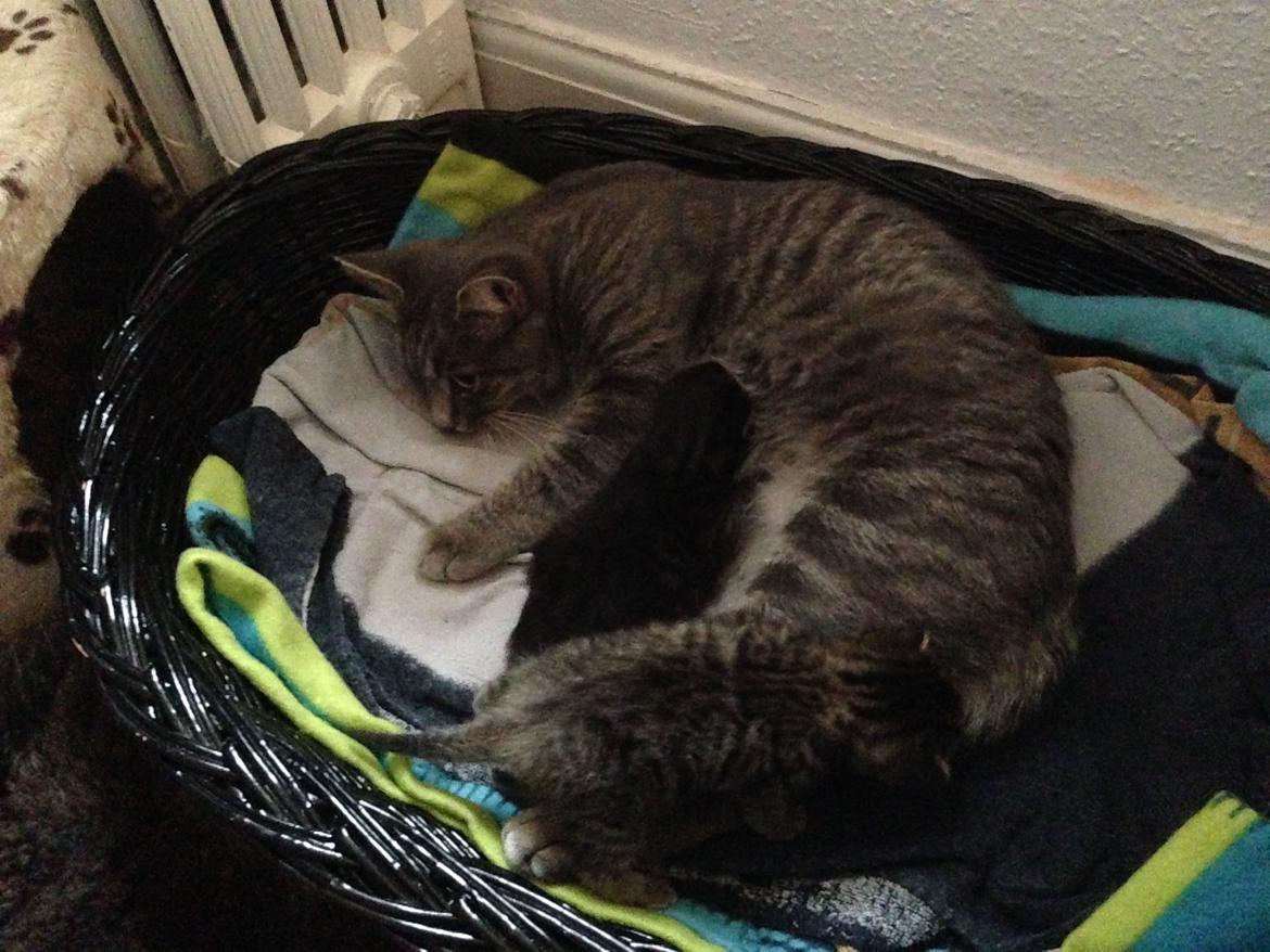 Blanding af racer Flicka<3 billede 31