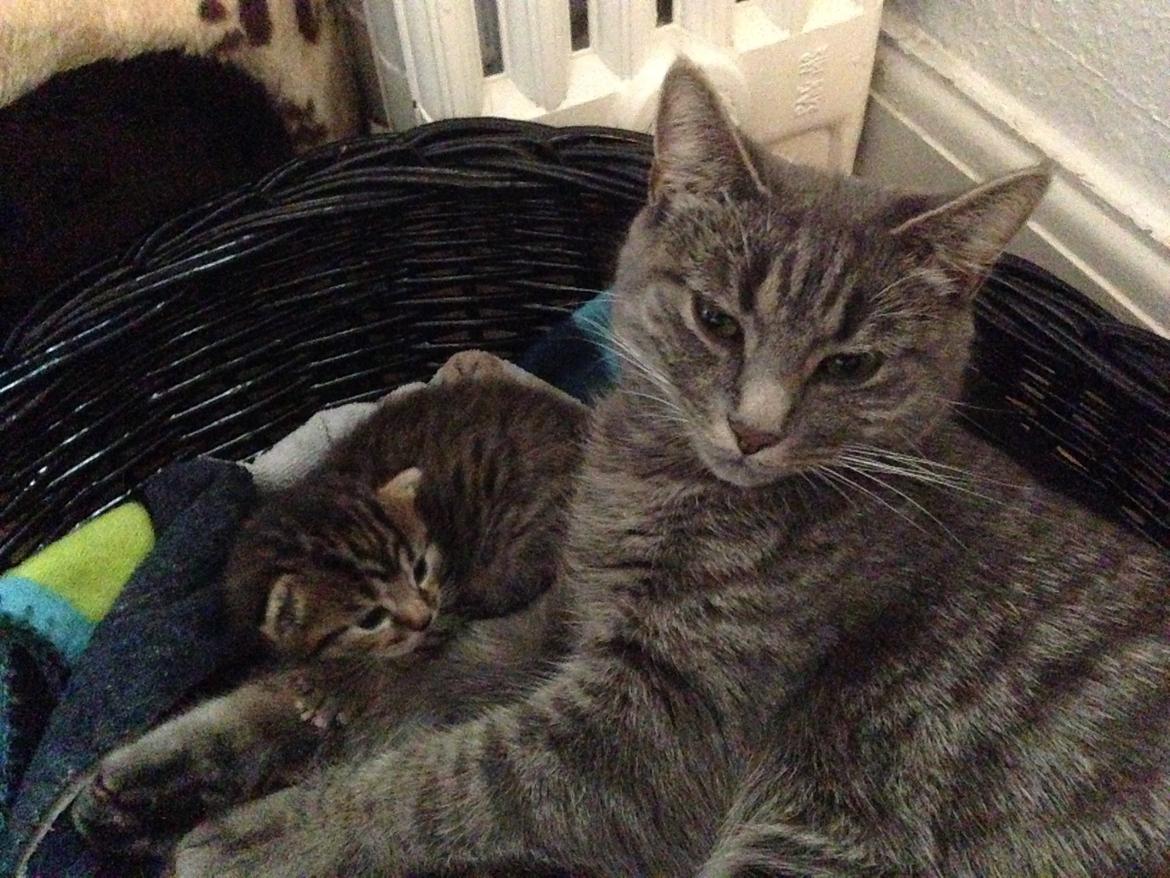 Blanding af racer Flicka<3 billede 33