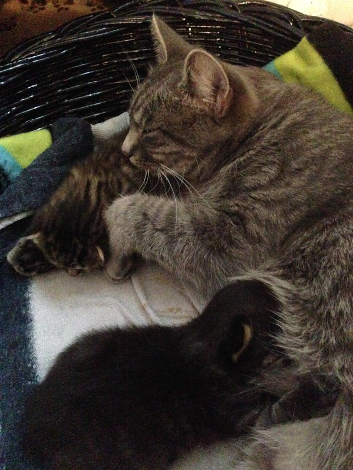 Blanding af racer Flicka<3 billede 34