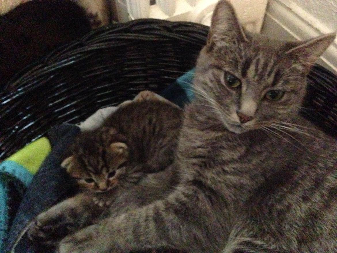 Blanding af racer Flicka<3 billede 32