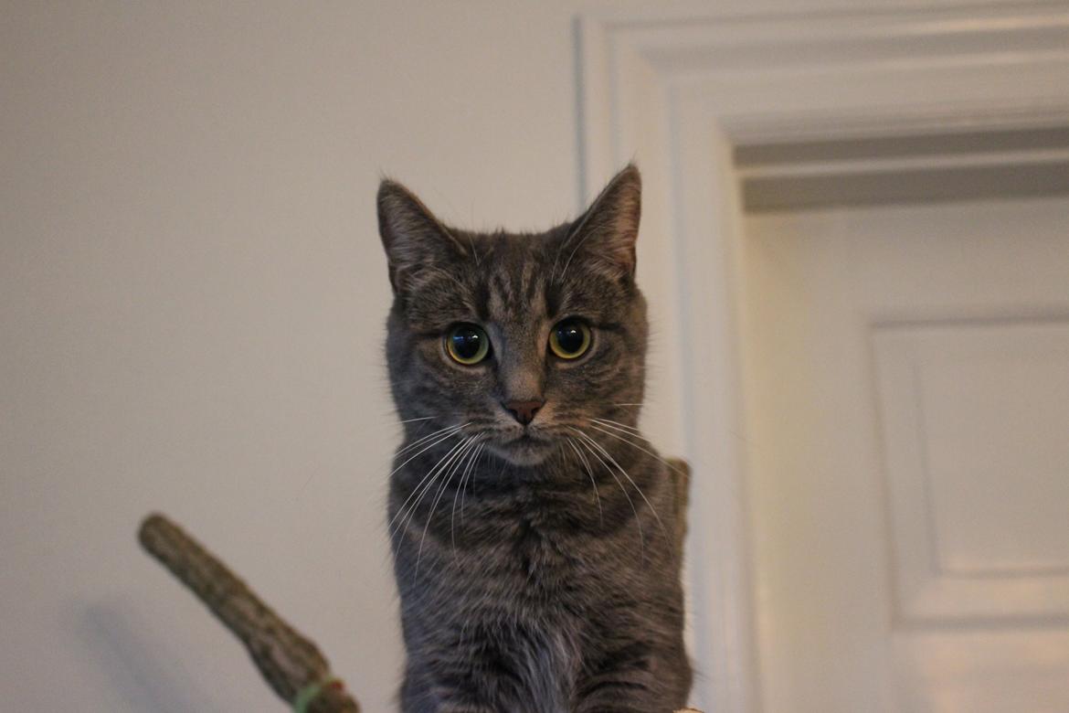 Blanding af racer Flicka<3 - Se lige hvor klog jeg ser ud billede 36