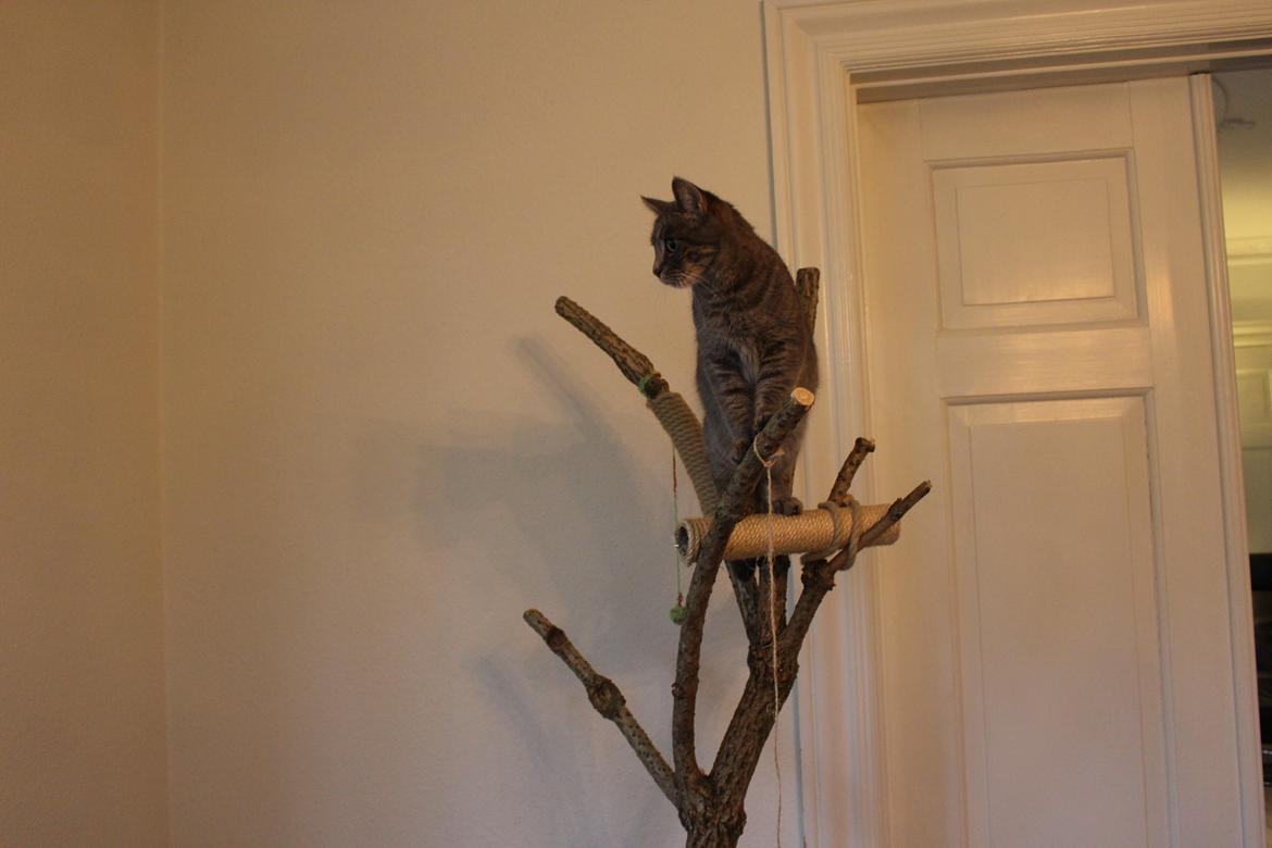 Blanding af racer Flicka<3 billede 35