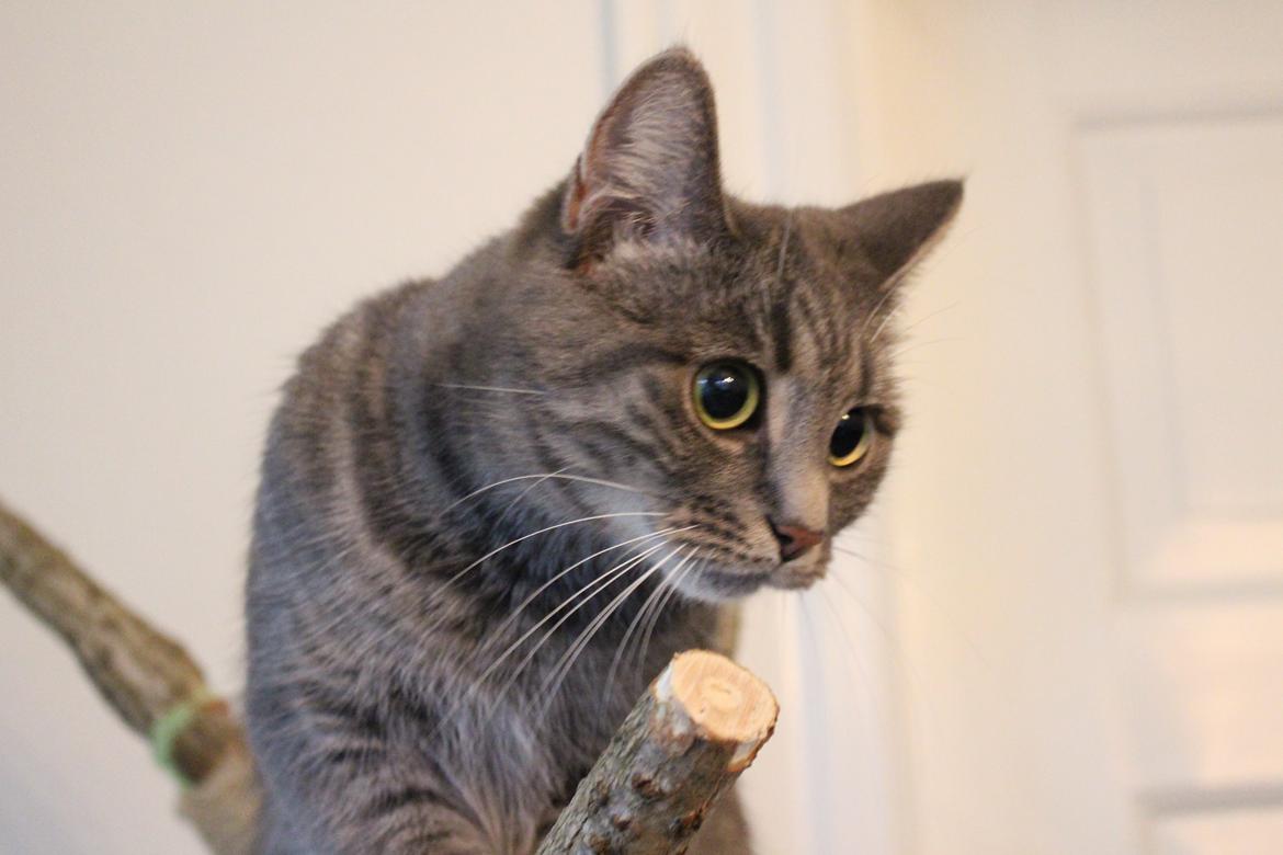 Blanding af racer Flicka<3 billede 37