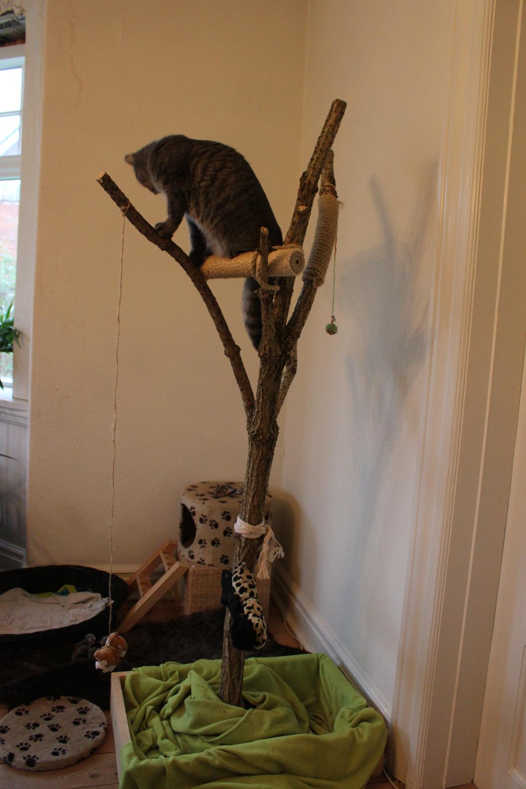 Blanding af racer Flicka<3 billede 38