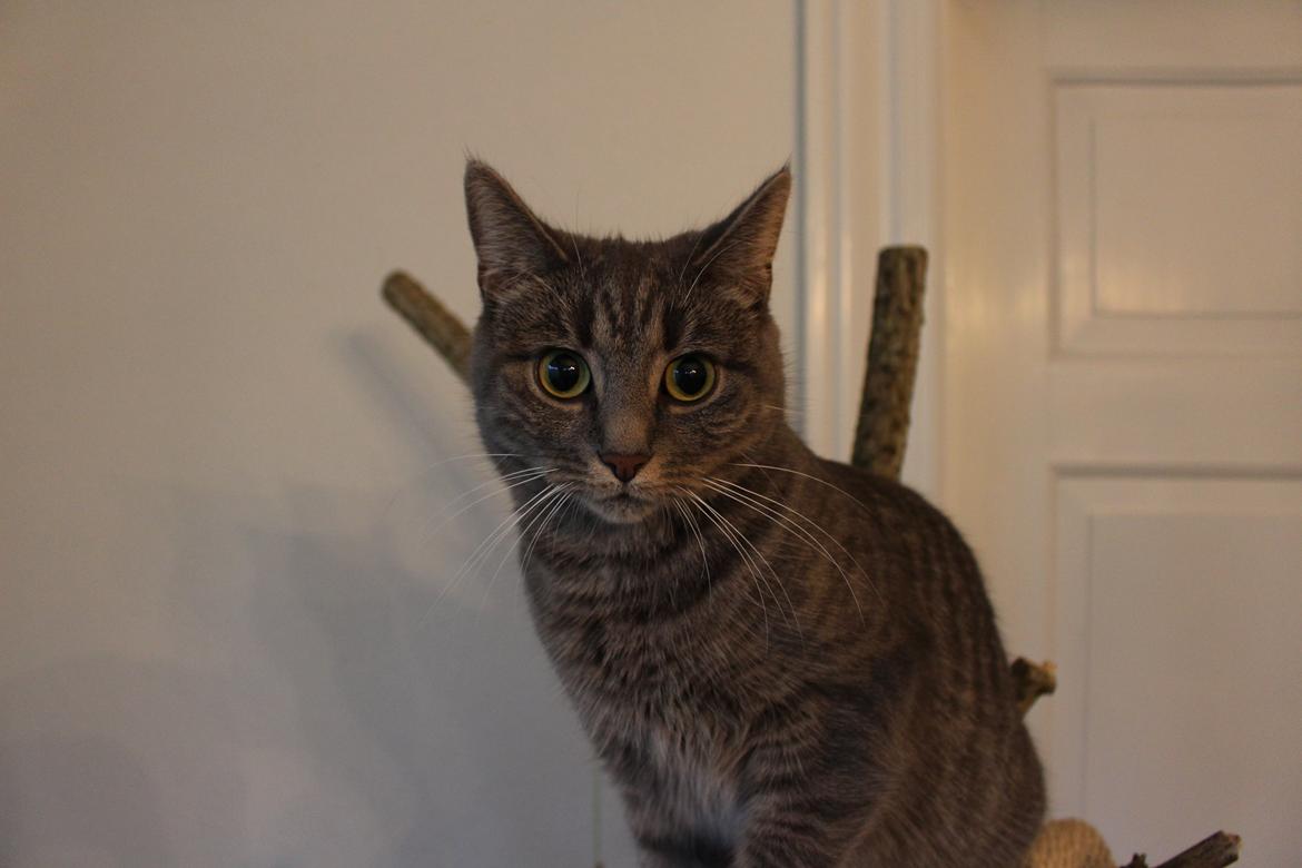 Blanding af racer Flicka<3 billede 40