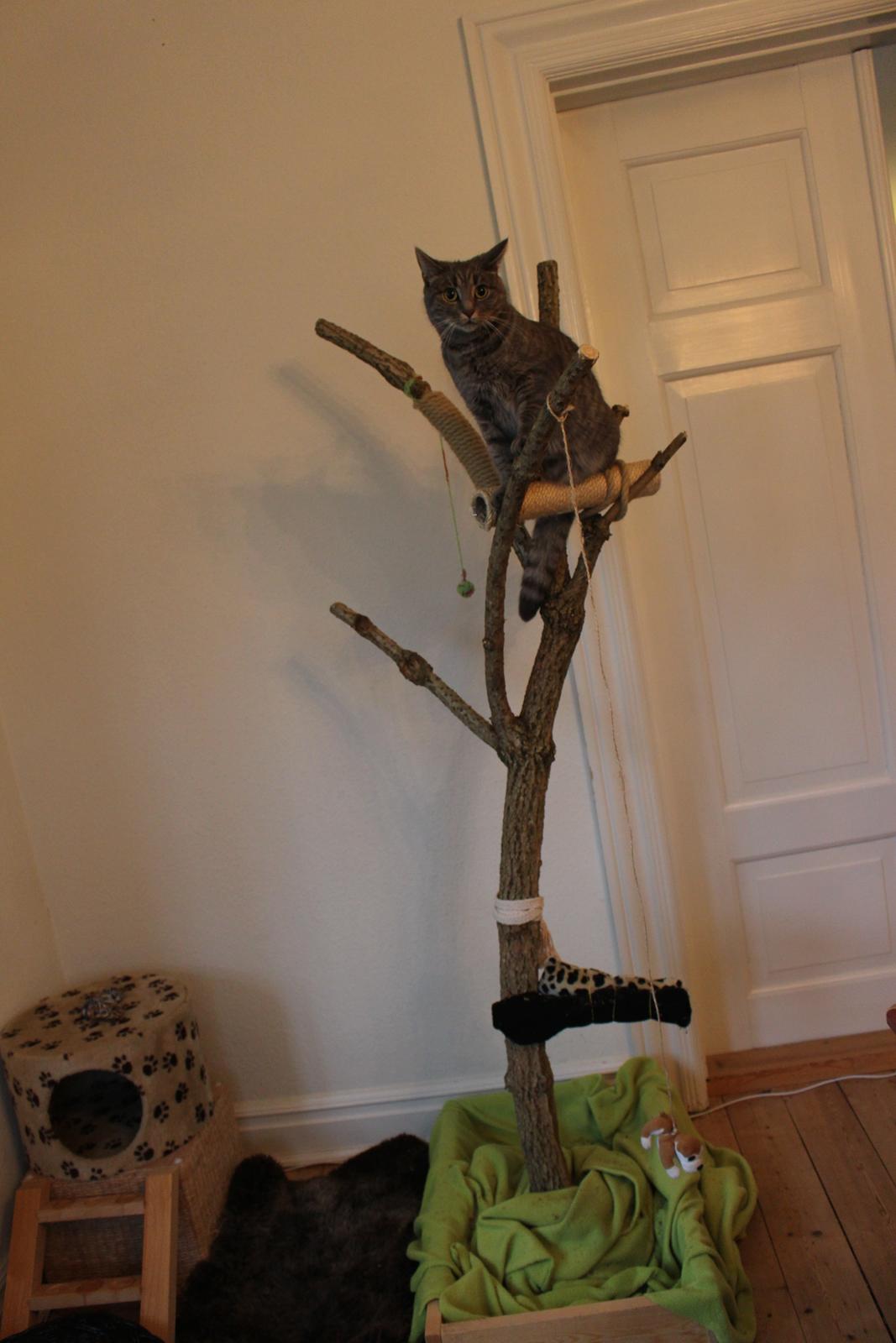 Blanding af racer Flicka<3 billede 39