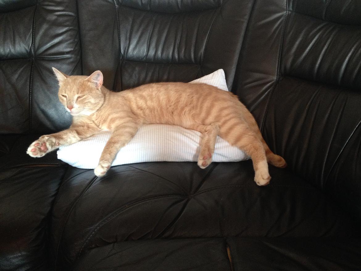 Huskat Anton..<3 billede 18