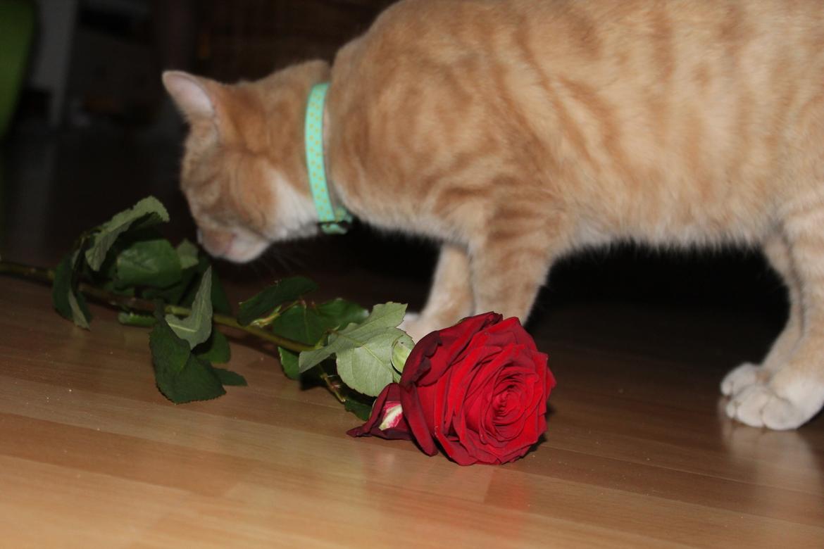 Huskat Anton..<3 billede 21