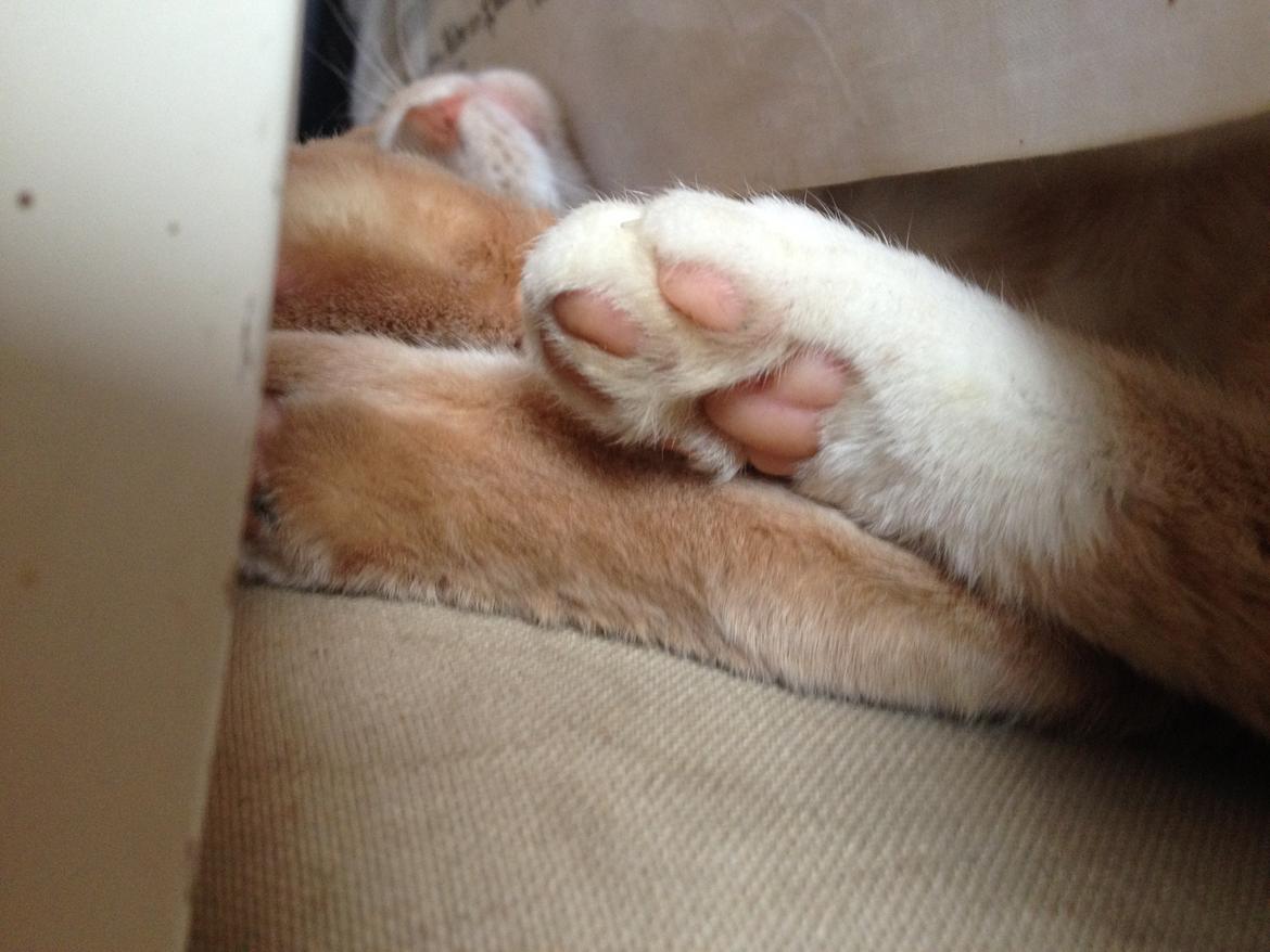 Huskat Anton..<3 billede 19