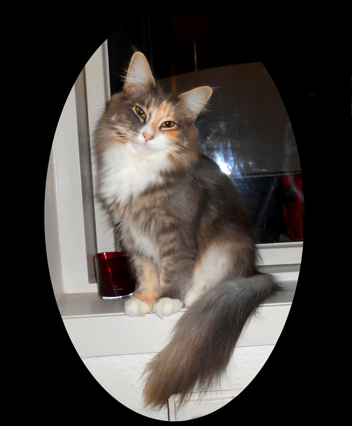 Norsk Skovkat Kira - Norsk Skovkat - NFO Monsholt's Kira 2014 billede 2