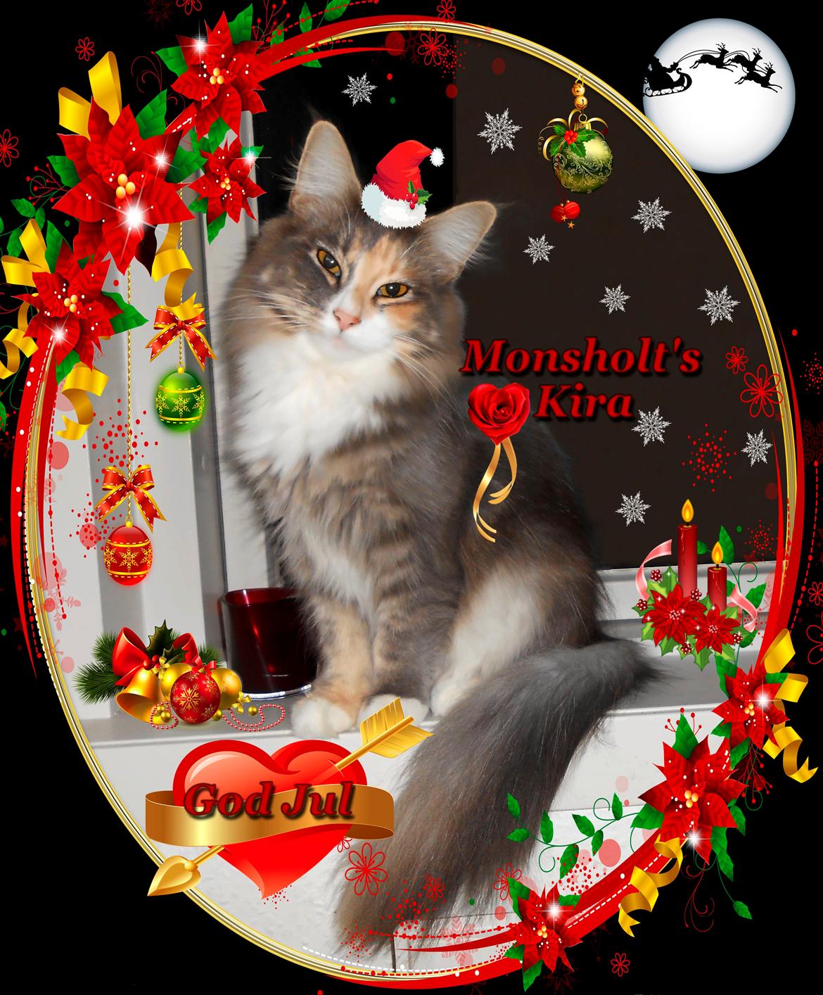 Norsk Skovkat Kira - Norsk Skovkat - NFO Monsholt's Kira - God Jul 2014 billede 1