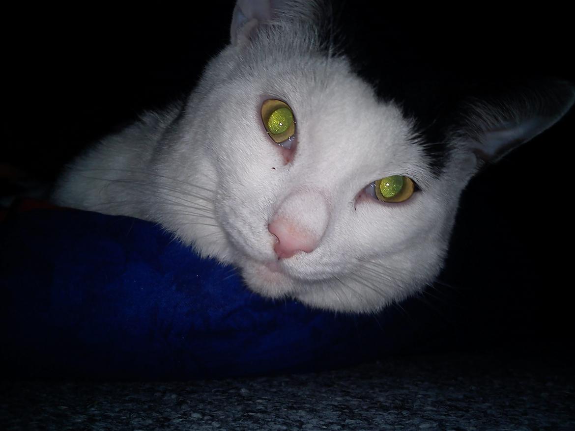 Huskat Cupcake billede 11