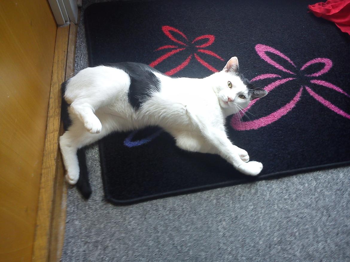 Huskat Cupcake billede 20