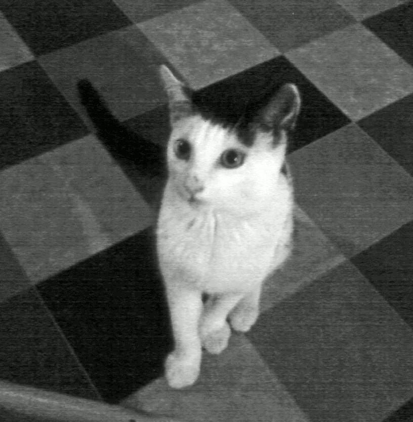 Huskat Cupcake billede 6