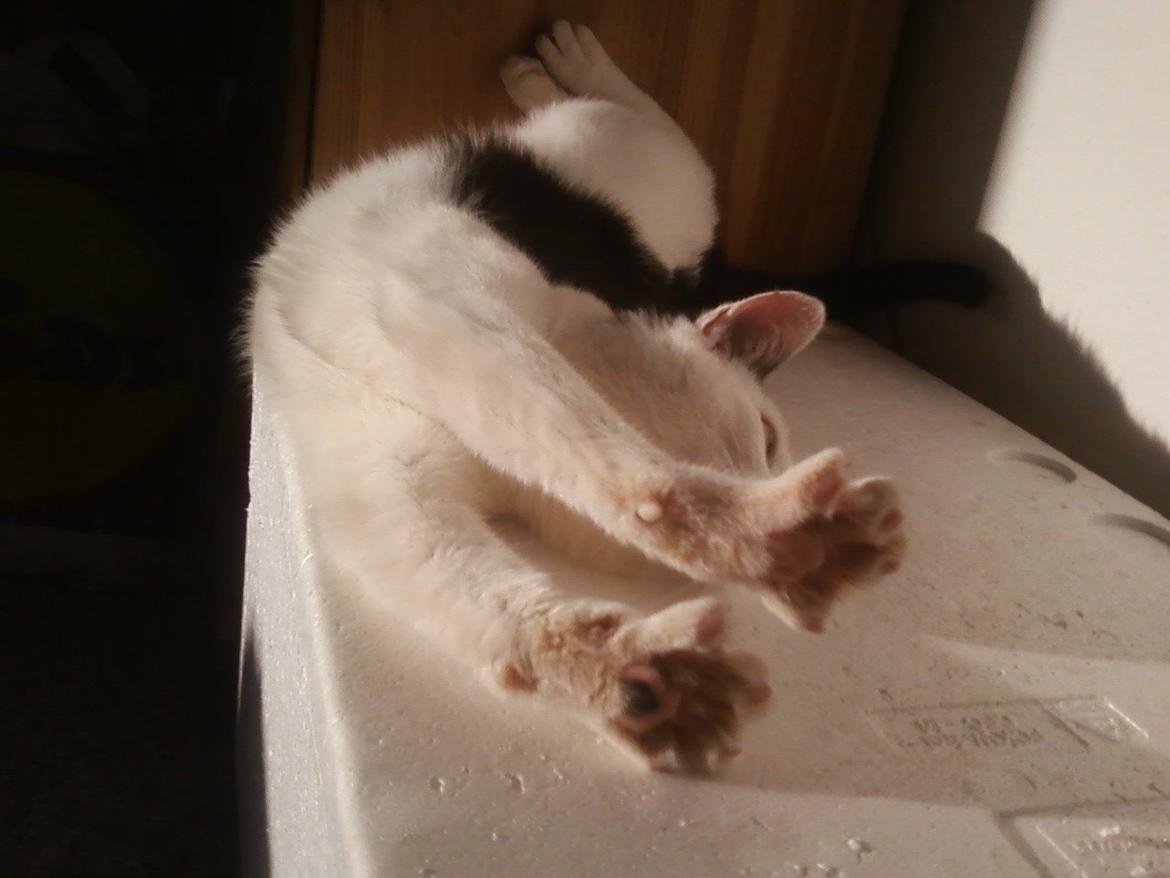 Huskat Cupcake billede 5