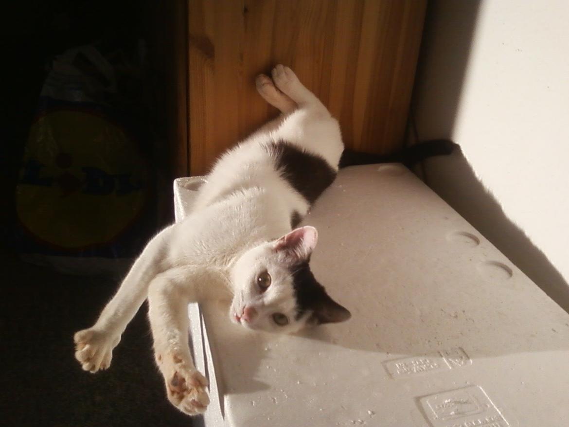 Huskat Cupcake billede 2