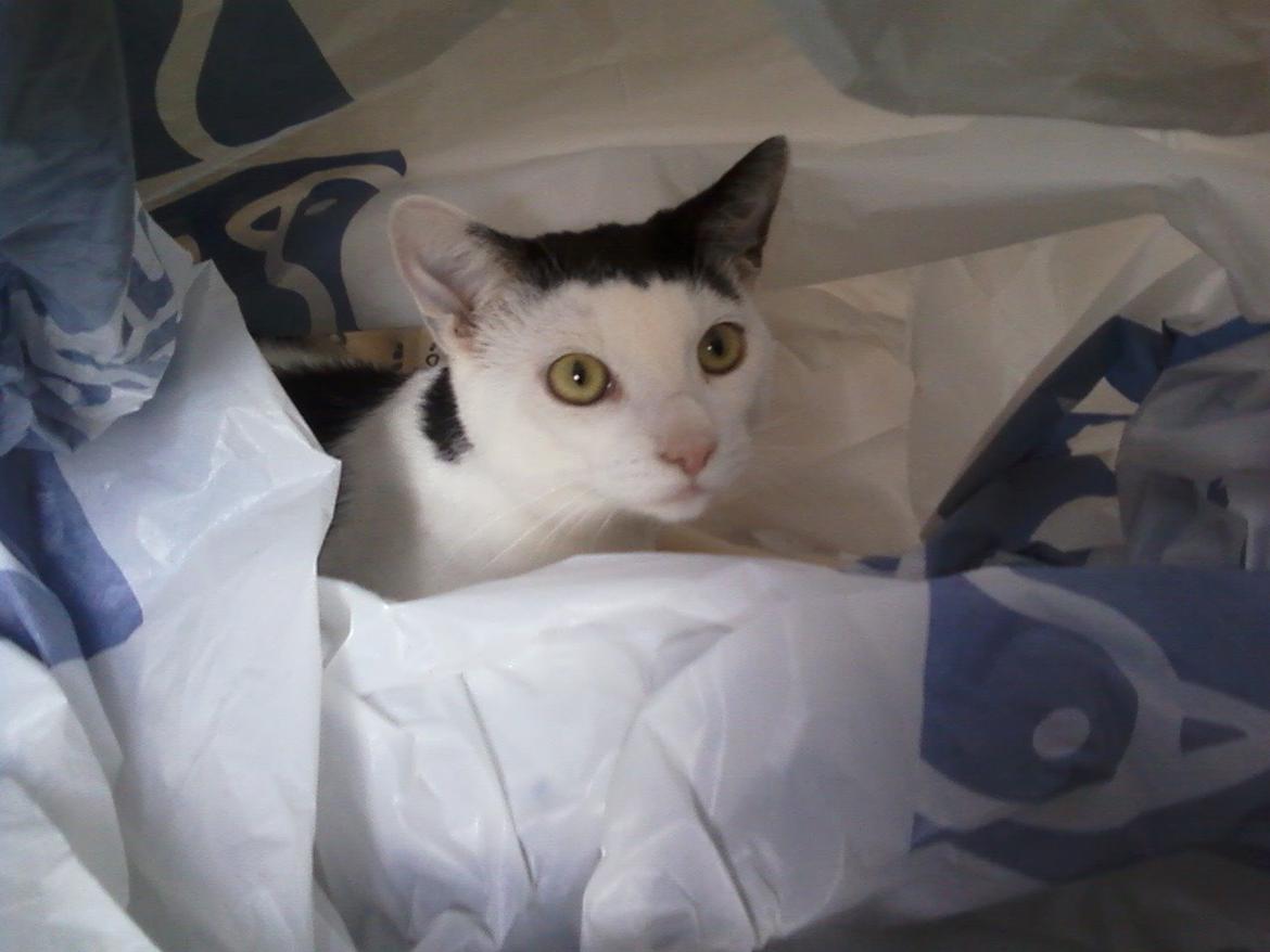 Huskat Cupcake billede 12