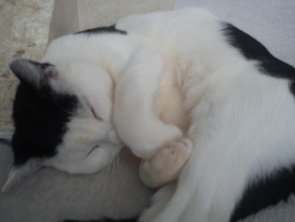 Huskat Cupcake billede 4