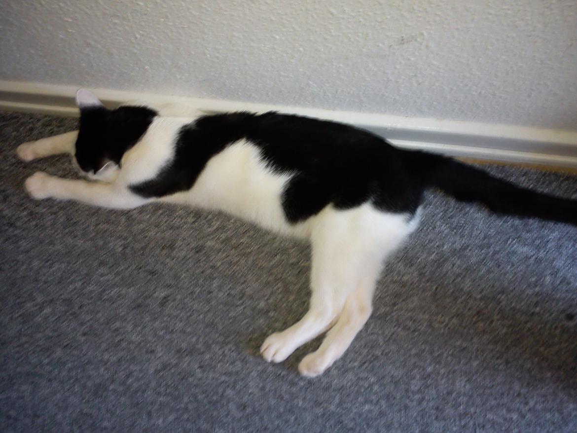 Huskat Cupcake billede 21