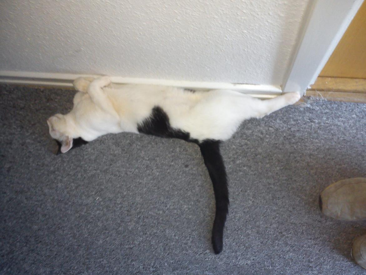 Huskat Cupcake billede 9