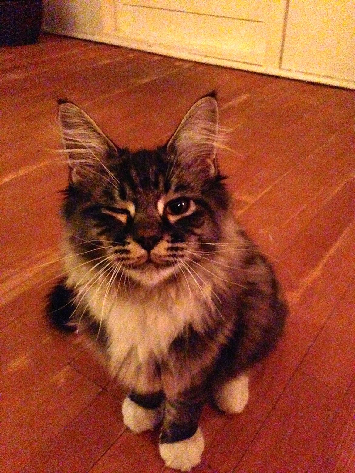 Maine Coon Simba - Hva' så nogle lækre damer på linjen ;) billede 19