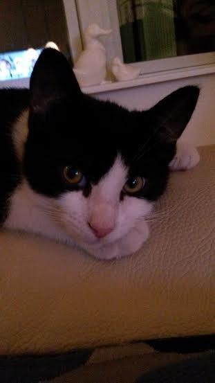 Huskat Diezel - Diezel 15 uger.  billede 9