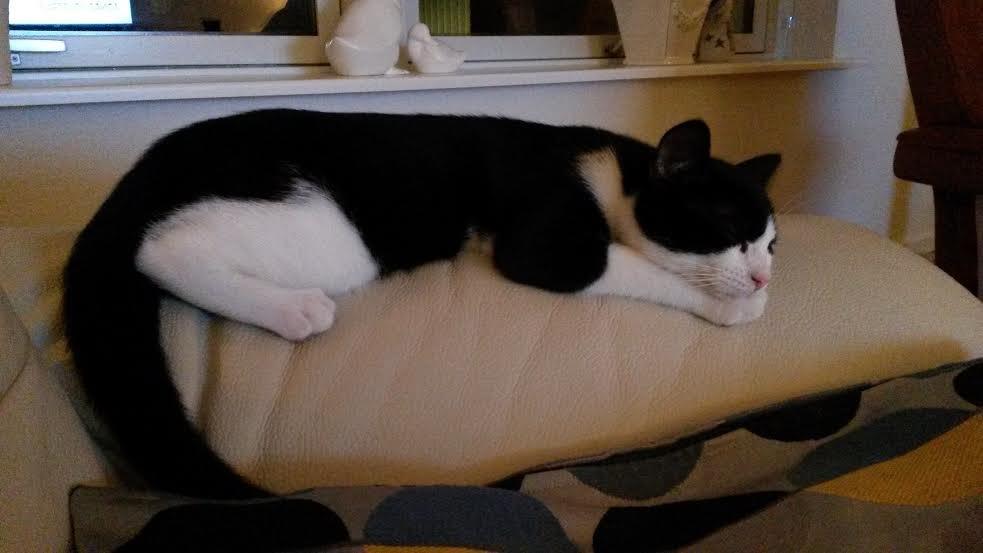 Huskat Diezel - så er han kørt træt :-) billede 10