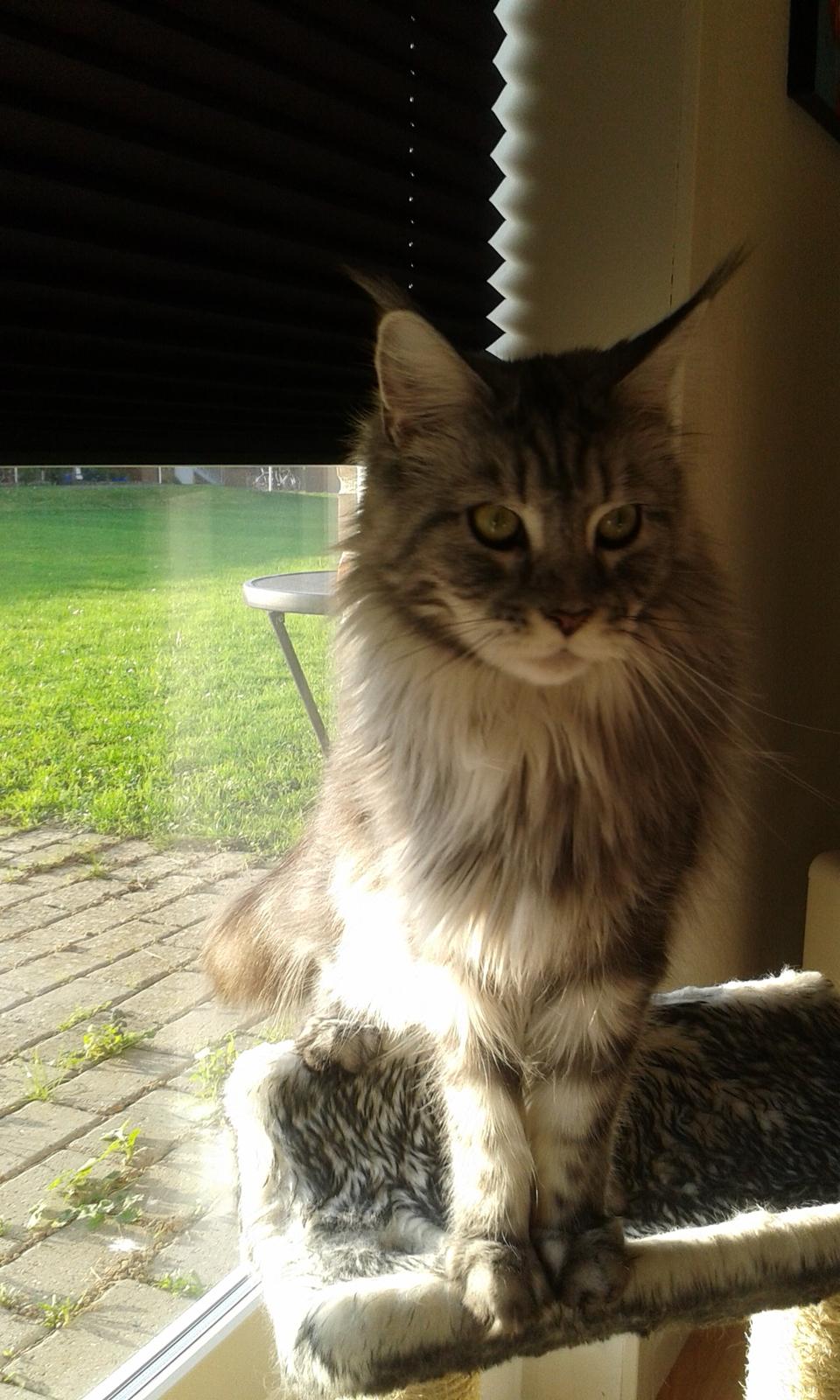 Maine Coon Julie billede 1